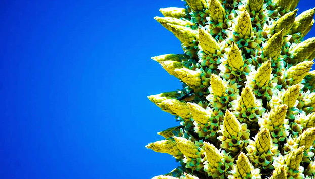 Una pianta tipica del Perù