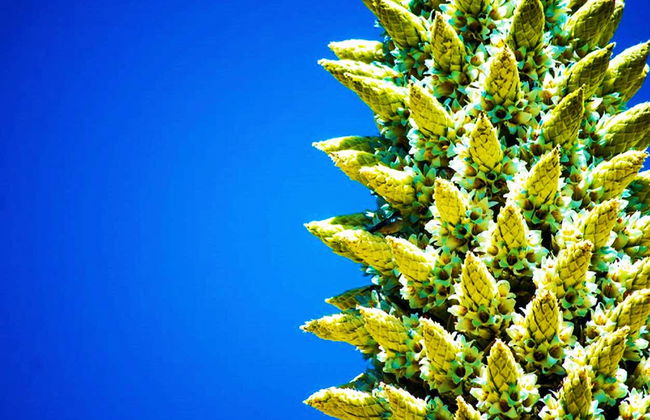 Excursion à Huiscapuquio, Corivinchos et au canyon de Shutjo - Photo 4