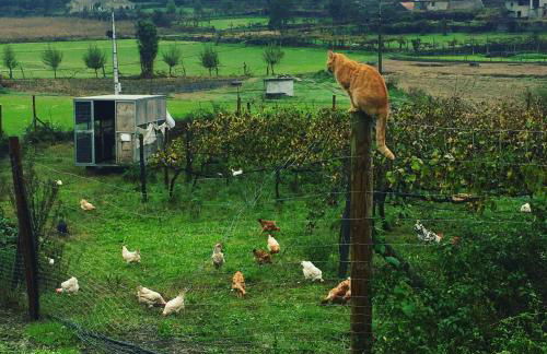 Quinta do Pinheiro - Foto 46