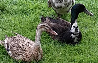 Pension Entenhausen - Foto 37