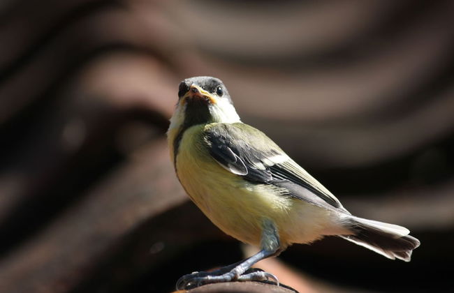 Holiday Home in Geesteren With Roof Terrace,garden Furniture - Photo 52