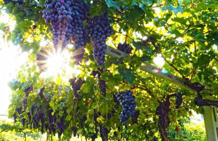 Creative Design House Golf & SPA - Foto 26