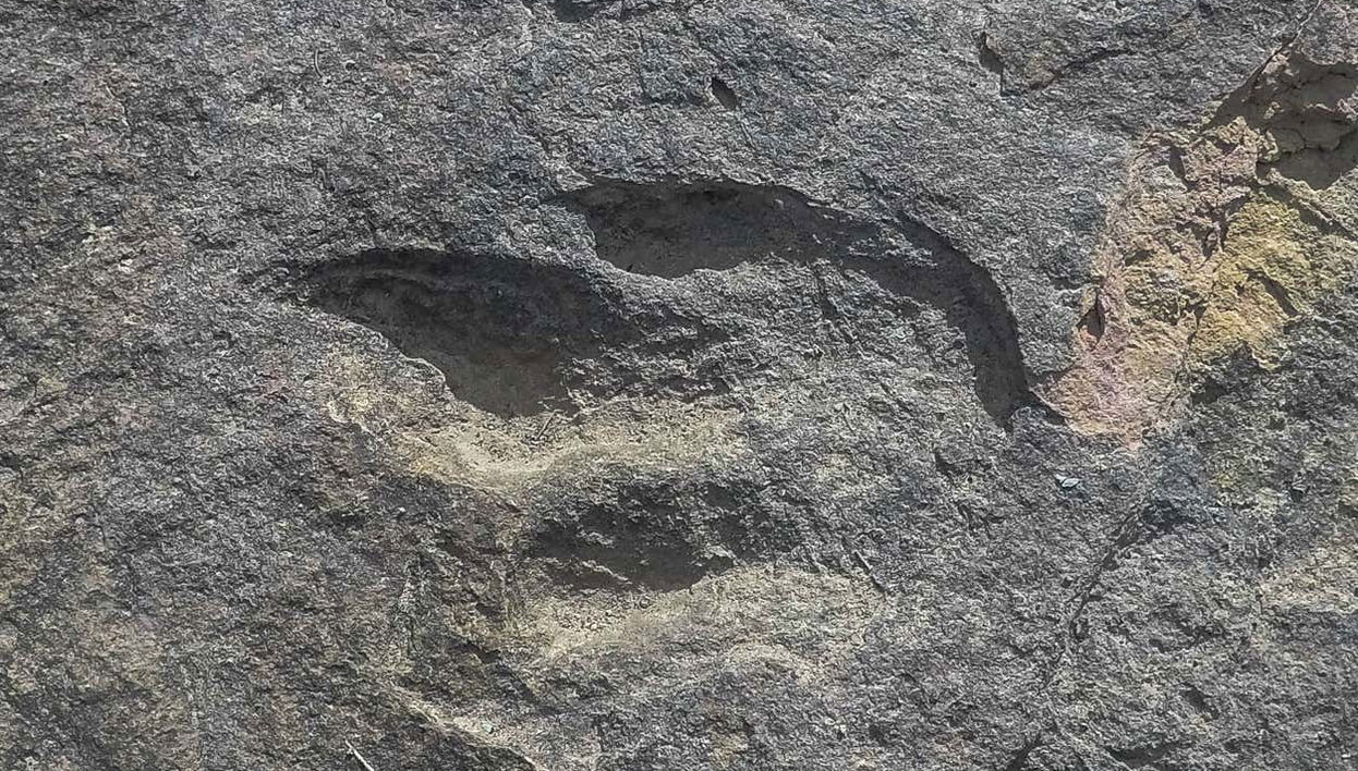 Huella de dinosaurio vista de cerca