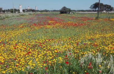 Fata Morgana - Foto 33