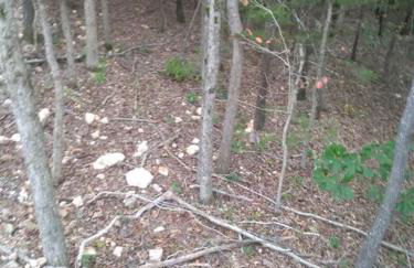 Cabin with a tree house on a buffalo farm . - Foto 18