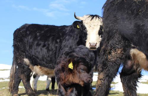 Sigmundenhof Schonach - Foto 74