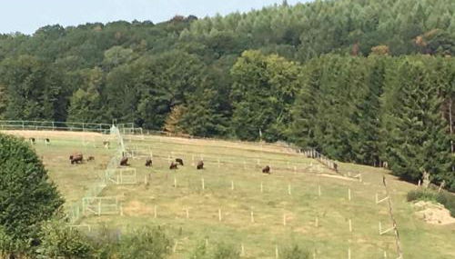 Haus Sonnenschein - Foto 3