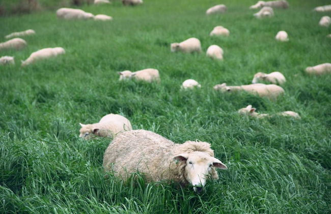 Jilly Park Farm Interactive Experience - Foto 43