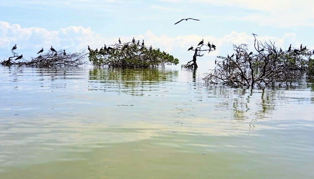 Avistando diferentes especies de aves