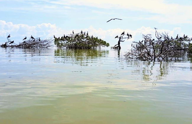 Tour della laguna di Términos in kayak - Foto 5