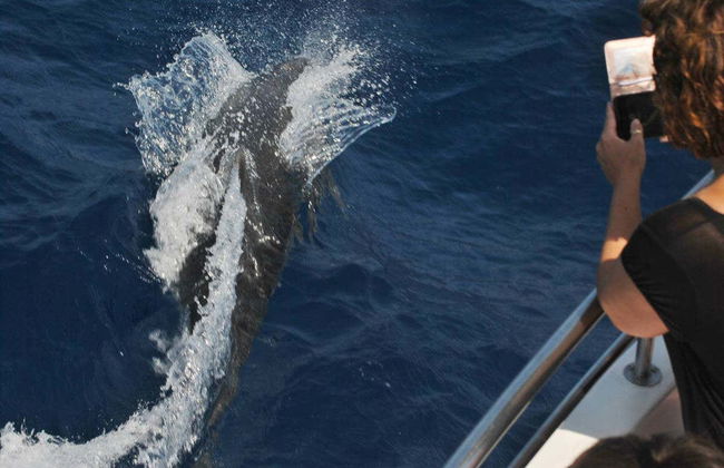 Observation de dauphins à Benalmádena - Photo 6