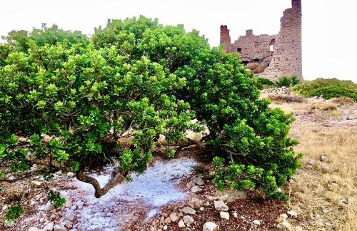 Kallimasia Chios - Iraklis House - Foto 18