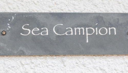 Sea Campion - Foto 2