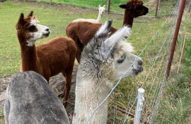 Gelbes Haus Seenland Ferienwohnungen XL - Foto 6