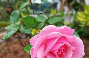 CASA RURAL LIMÓN Y SOL - Foto 41