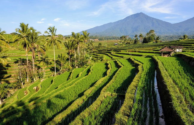KTS - Kubu Tepi Sawah - Photo 48