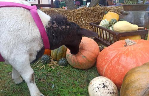 Chabrowa Polana domek - Foto 8