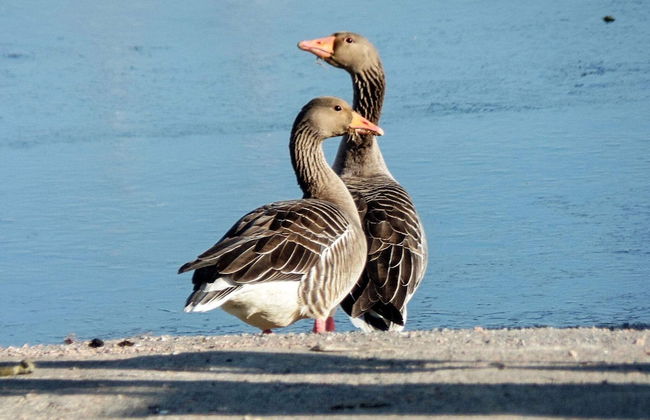 7 Person Holiday Home in Aros - Photo 10