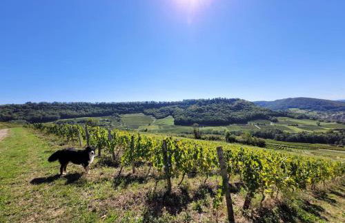 L'Alambic à Martial - Foto 13