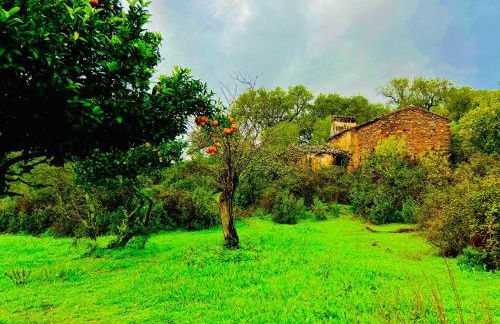 Quinta Castanheiro da Penha - Alegrete - Portalegre - Alentejo - Foto 30