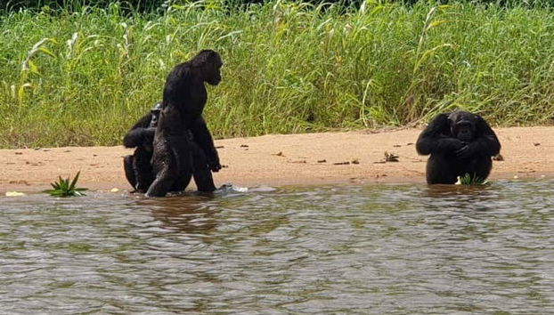 Escursione alla riserva di Pongo-Songo - Foto 2, Contemplando gli scimpanzè