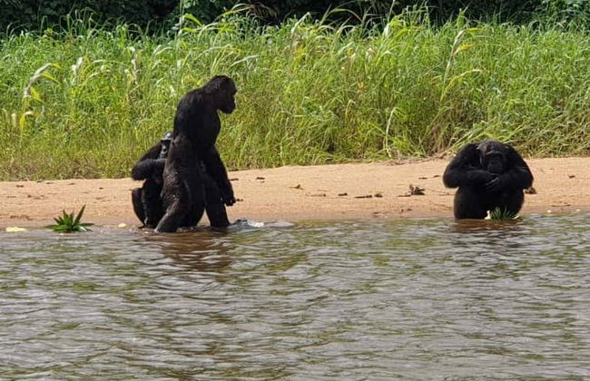Excursion dans la réserve de Pongo-Songo - Photo 1