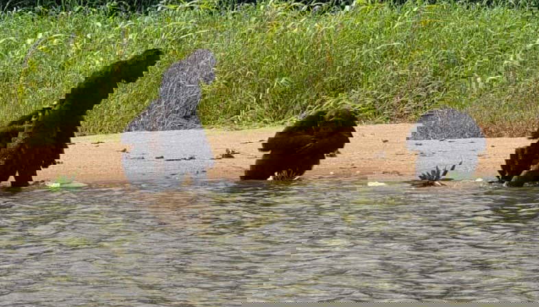 Observez les chimpanzés