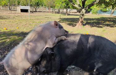 Quinta da Ponte das Hortas 2 - Foto 19