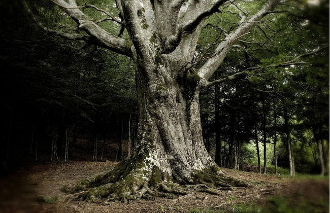 La locanda del Borgo - Foto 21