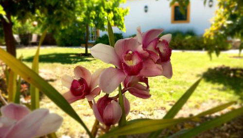 O Ninho do Rei - Foto 2