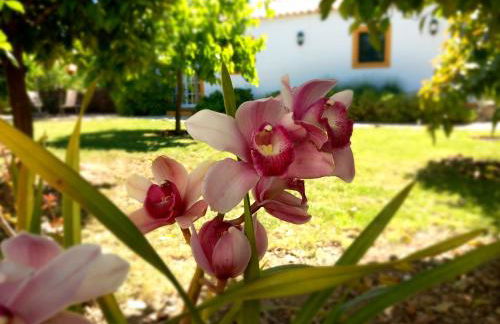 O Ninho do Rei - Foto 2