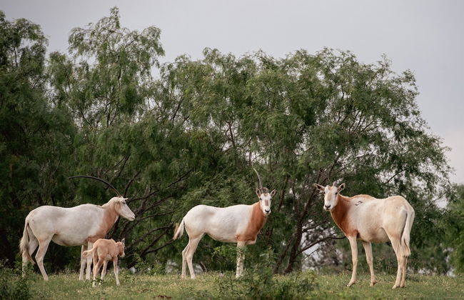 Blue Hills Ranch - Foto 68