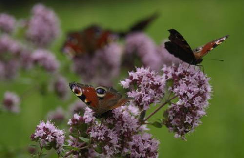 Wieża marzeń - Photo 18