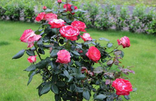 Gästehaus Kön - Foto 25