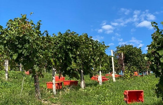 Premium Private Prosecco Hills Tour - 2 Cantine. Tour privato. - Foto 31