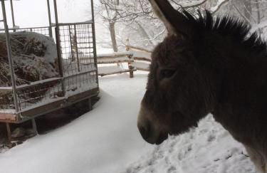 SO MAGIC - La casa nel bosco - Foto 37