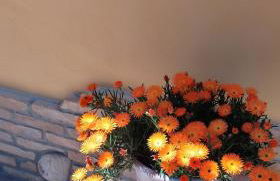 L' acero rosso - Foto 13