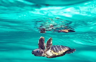 Evilion house inTholo. Sea, nature, relaxation! - Foto 74