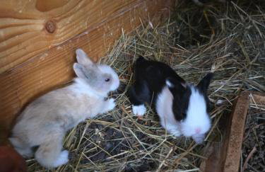 Agroturystyka Nad-Stawem 2 - Foto 21