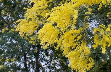 Maison au calme piscine mer au coeur de la nature U Nuciolu - Foto 36