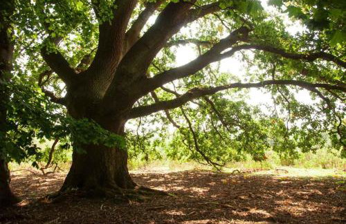 Laundry Cottage in a Nature Reserve - Sunday Times 100 coolest Cottages - Foto 13