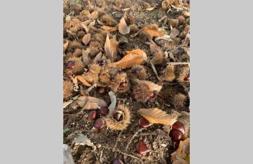 Formas Patuscas, Turismo Rural - Foto 26