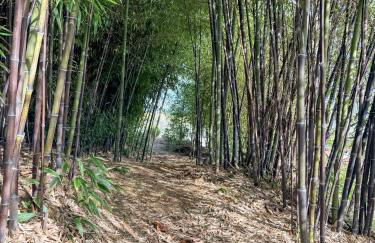 Bosque da Fantasia - Foto 72