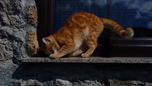 House Marijan - Foto 5