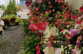 Reed's of Fowey - Foto 8