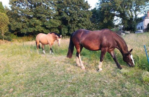 Farm accommodation - The Lizard Peninsula, Cornwall - Foto 15