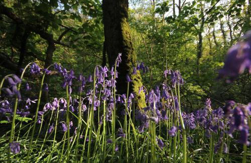 Tiny House on isolated farm by the Cornish Coast - Foto 10