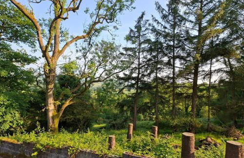 Canad Adar - Song of the Birds - Teifi Valley - Foto 29