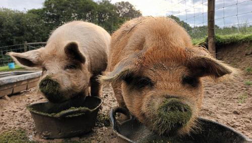 Linhay Swimbridge - Foto 5, Other