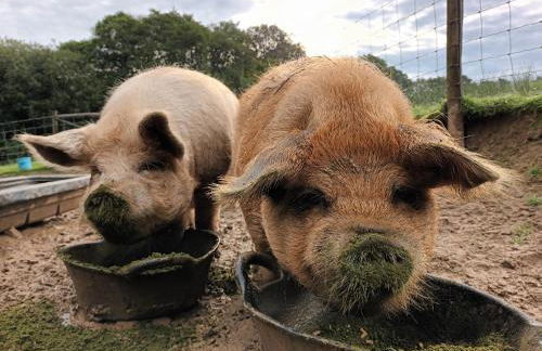 Linhay Swimbridge - Foto 5